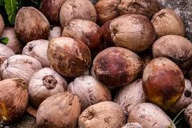 Tender Dry Coconut